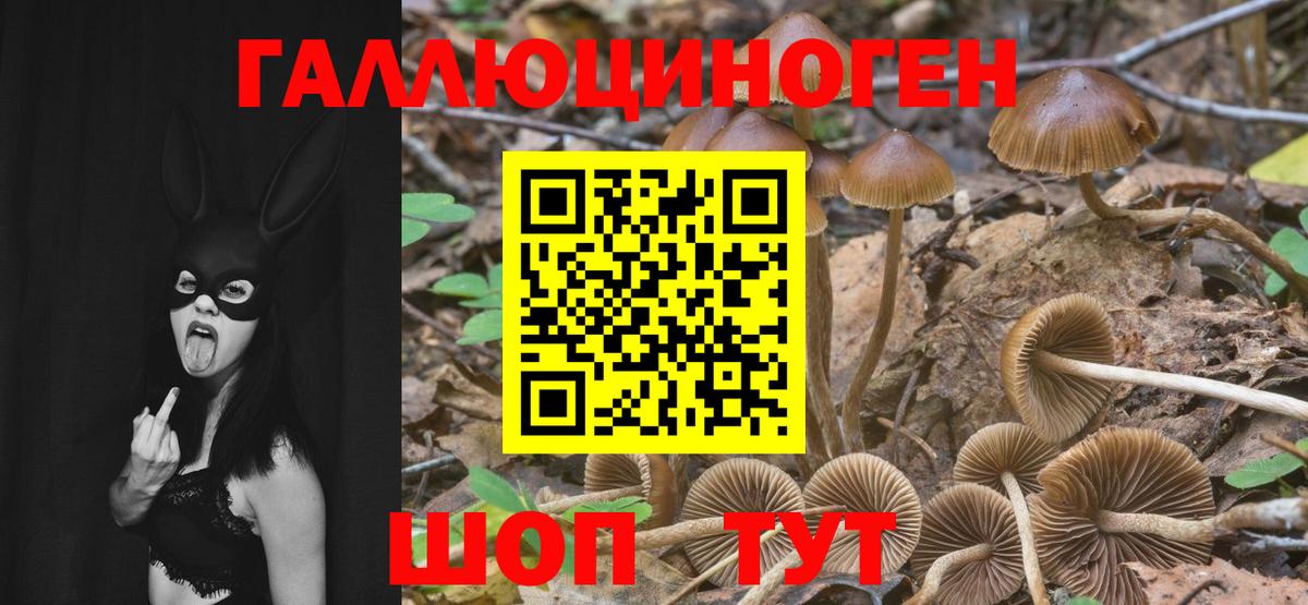 Знаменск  Псилоцибиновые грибы Psilocybe  Вход с VPN  Псилоцибиновые грибы ЛСД 